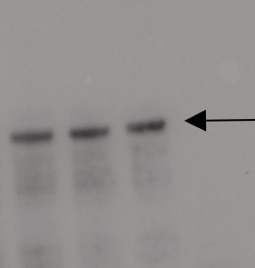 ASY1 | Asynapsis 1 in the group Antibodies Plant/Algal  / DNA/RNA/Cell Cycle / Cell cycle  at Agrisera AB (Antibodies for research) (AS21 4690)
